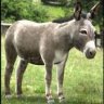 DoNkEy1