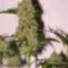 weedgrower B