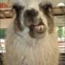 Higher Llama