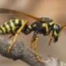 Brazil Wasp