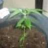 newgrower92