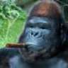 Dank Gorilla