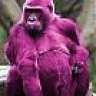 purplegorillas