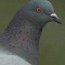 Pidgeon