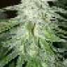 Medical Grower Wa.