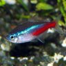 NeonTetra