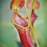 Nepenthes