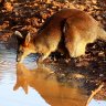 swamp wallaby