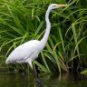 egret