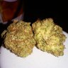 nandogotbuds