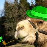 Green Camel