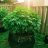 Budtreegrower