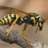 Brazil Wasp