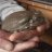 coloradotoad