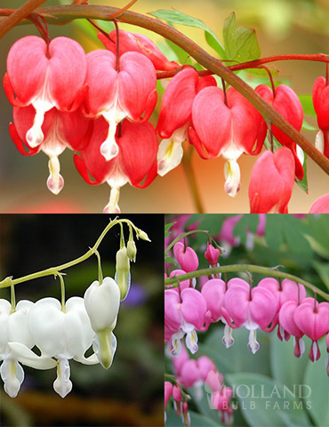 Bleeding Hearts Collection | Holland Bulb Farms | 77458