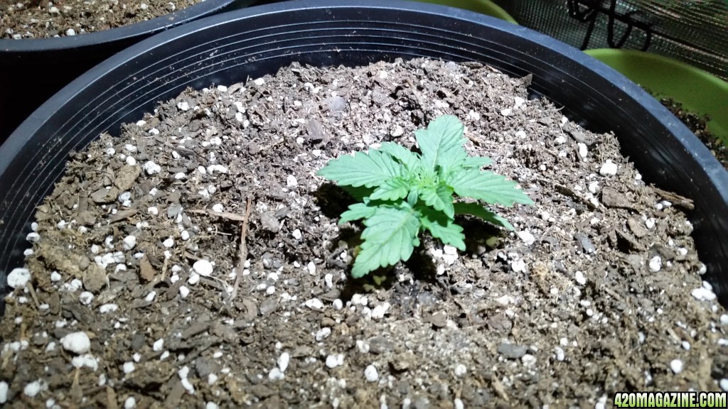 20150613_182306.jpg