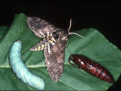 The Amazing Tomato Hornworm | Papas Gardens