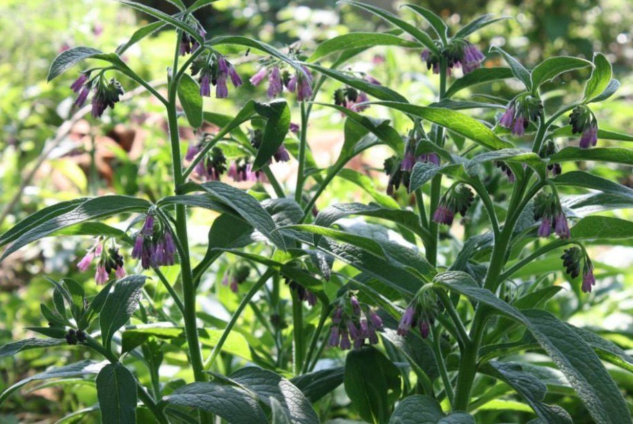 Comfrey 'Bocking 14' - Symphytum x uplandicum growing in the under story of our forest garden. 'Bocking 14' - Symphytum x uplandicum growing in the under story of our forest garden. 