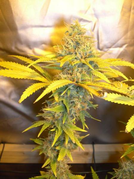 super-skunk-8-weeks-flower.jpg