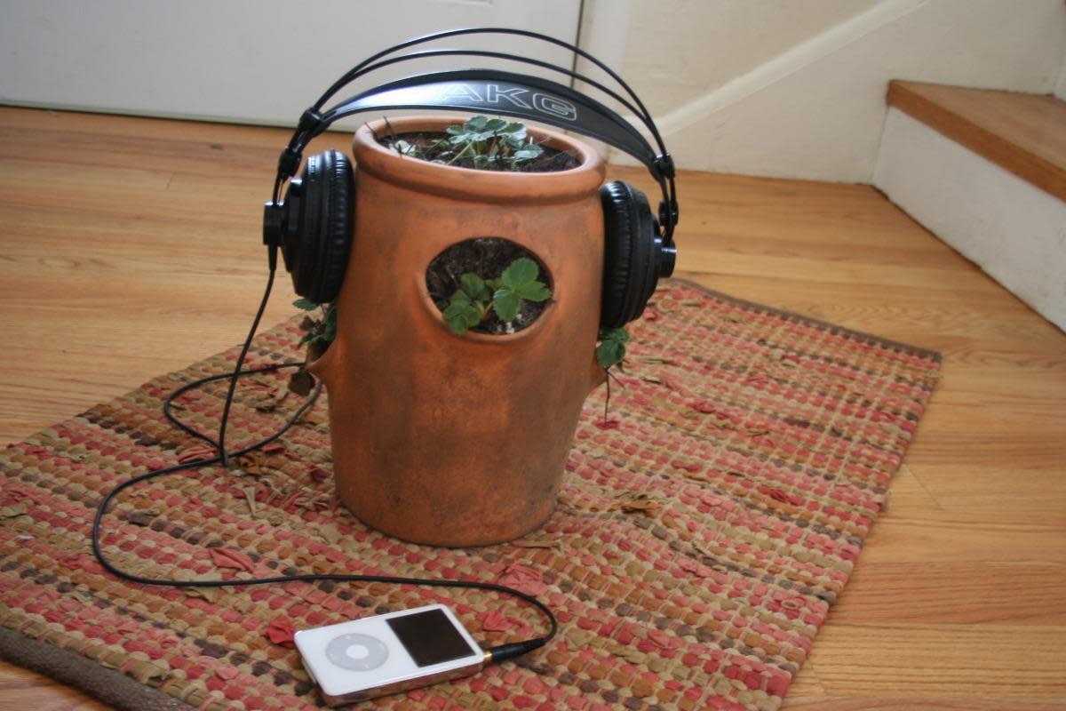 The Effect of Music on Plant Growth and Pests | Owlcation