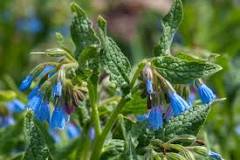 Image result for comfrey seeds