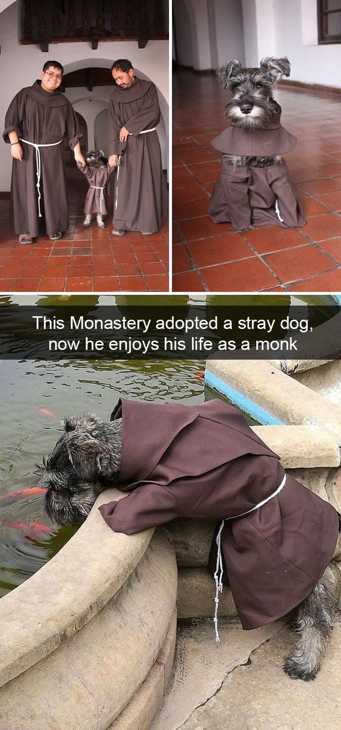 Funny-Dogs-Photos-Snapchats