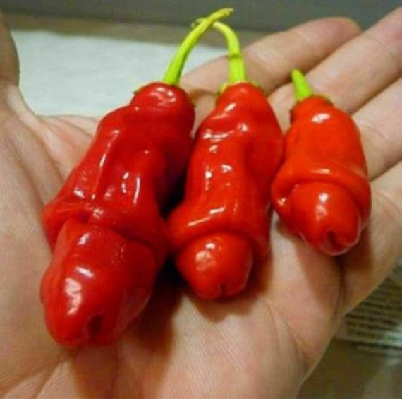 Giant Penis Peter Pepper Seeds Plants Bonsai 4 Seasons Spicy Spice Healthy  20pcs - Etsy