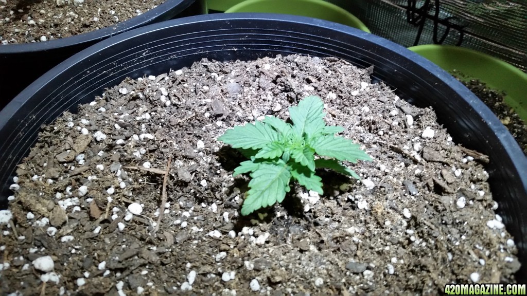 20150613_182302.jpg