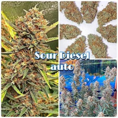 growdiaries.com