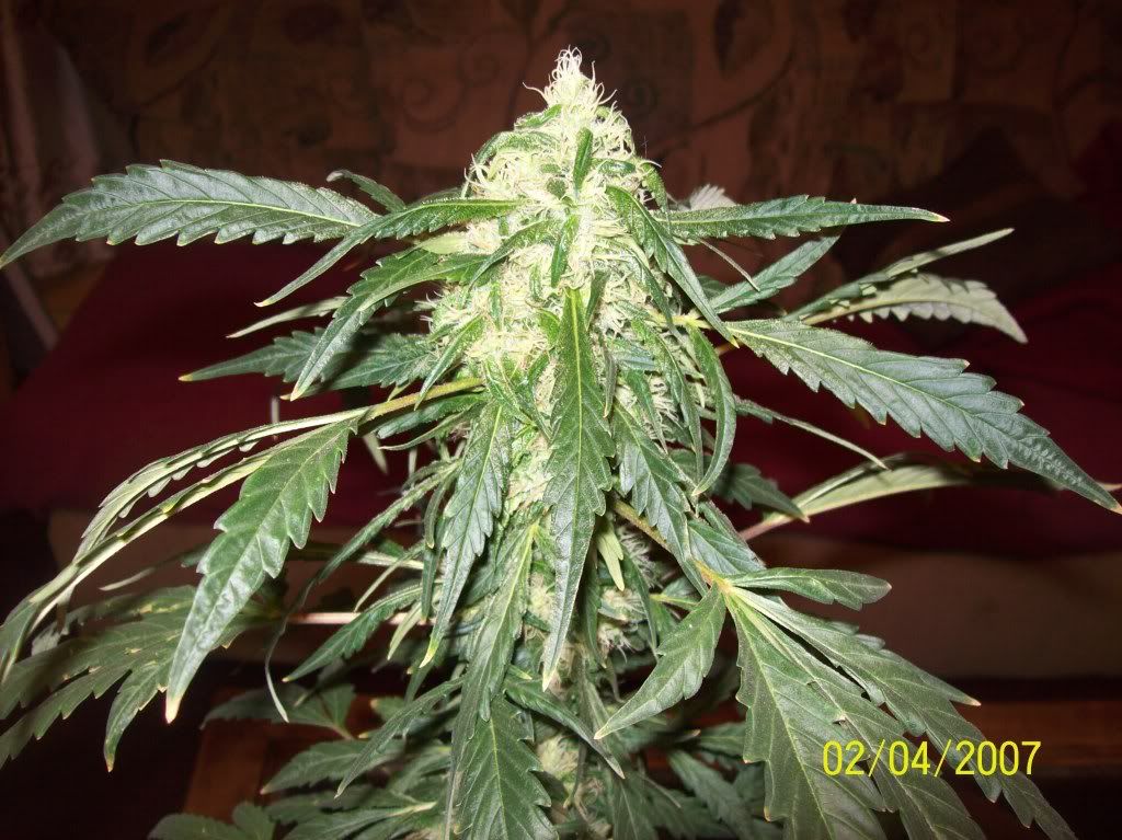 100_7987.jpg