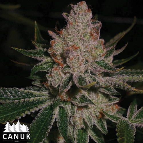 www.canukseeds.com