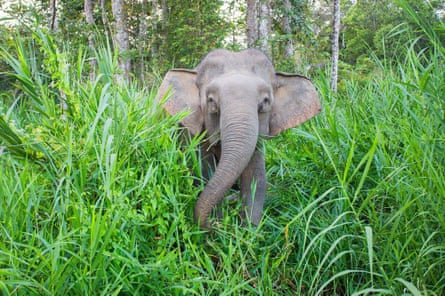 Land corridors in Borneo let pygmy elephants and orangutans roam again.