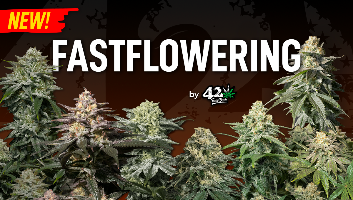 2fast4buds.com