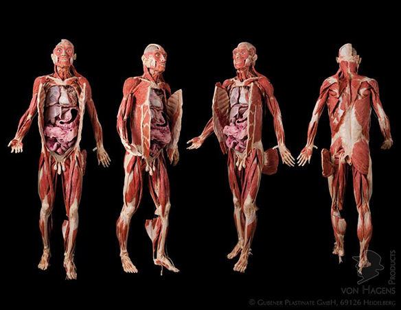 plastinated-human-body.jpg