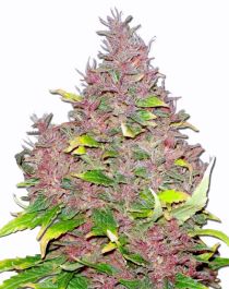 www.marijuana-seeds.nl