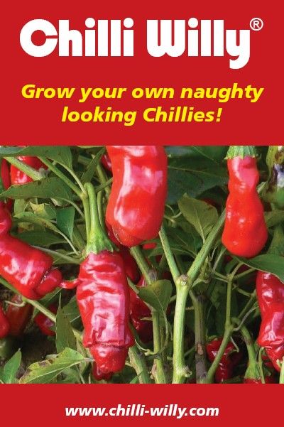 Chilli Willy Seeds Are Back!