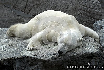 lazy-sleeping-polar-bear-thumb8795884.jpg