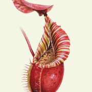 www.carnivorousplants.co.uk