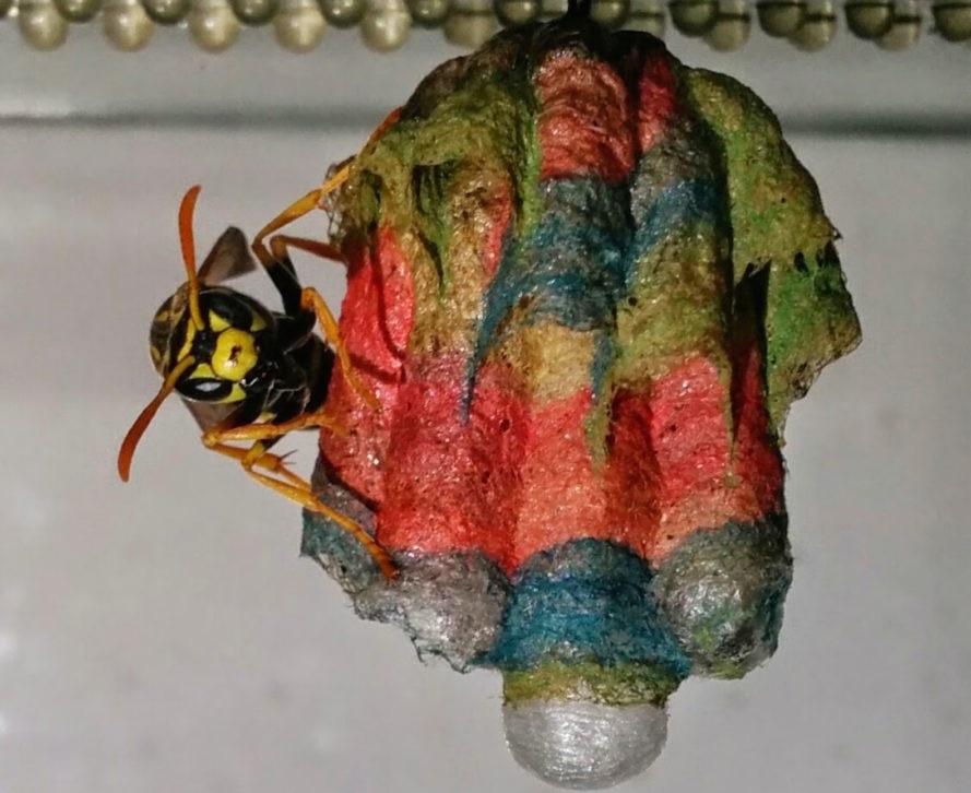 Paper wasps use construction paper to make awesome nest ...