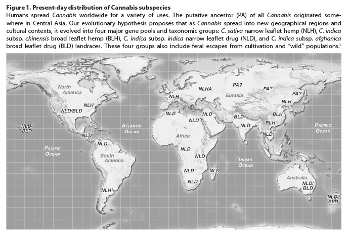 cannabisvarietiesb.jpg