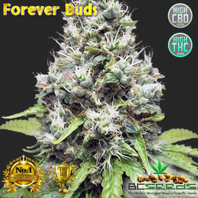 www.bcseeds.com