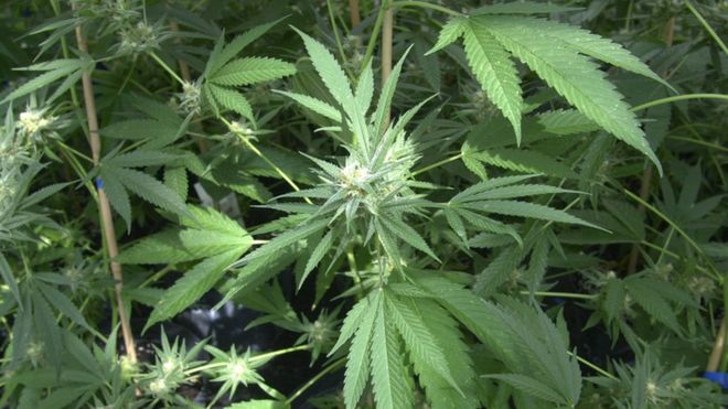 _105381926_cannabis.jpg