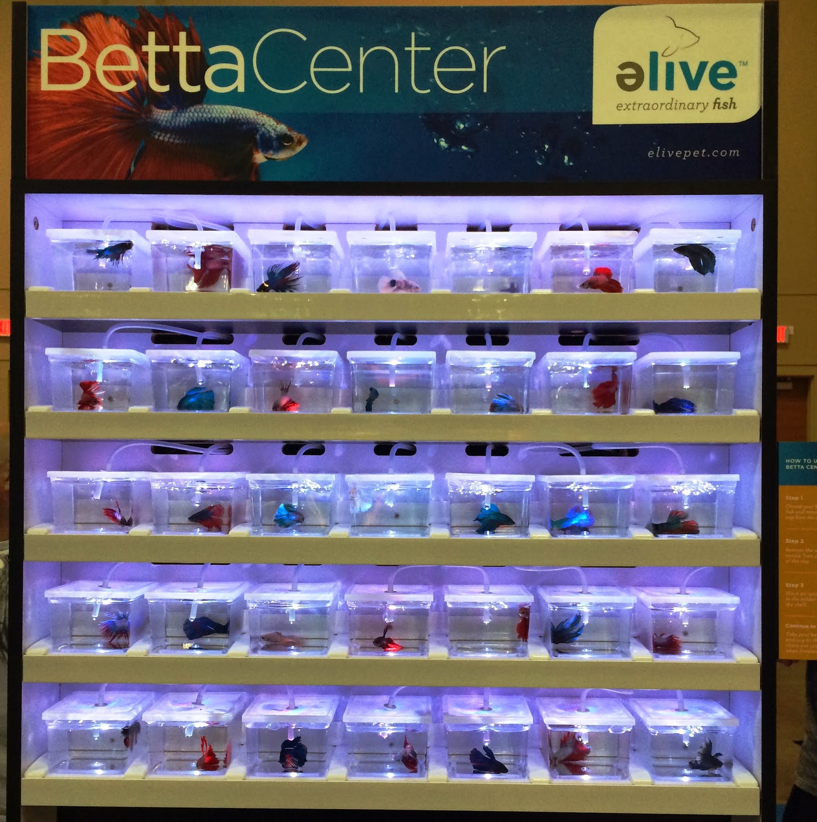 Mini Aquariums: Betta Sales