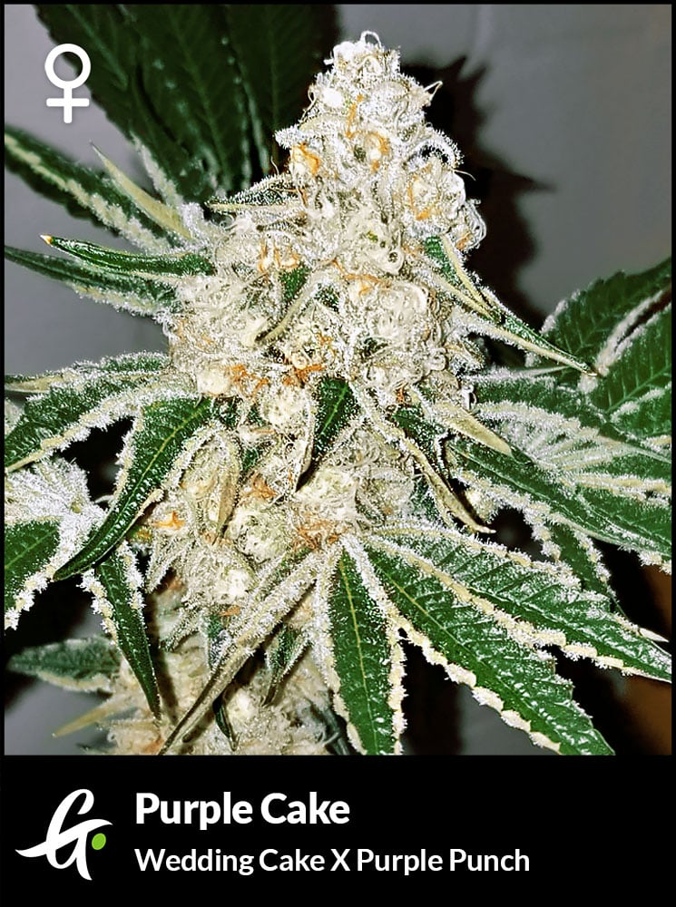 greenpointseeds.com