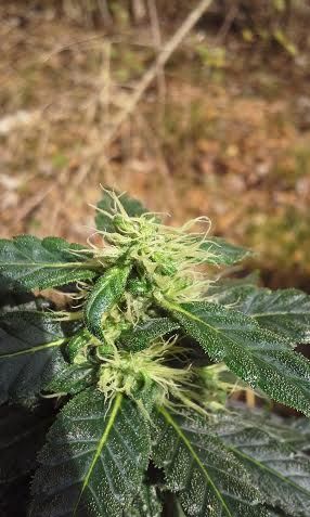 unnamed6_zpsea502090.jpg