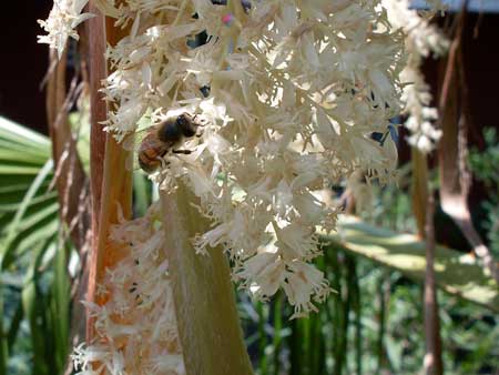 Some palms produce more flowers in response to defoliation