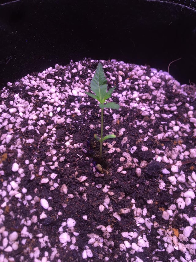 r/Autoflowers - plant1