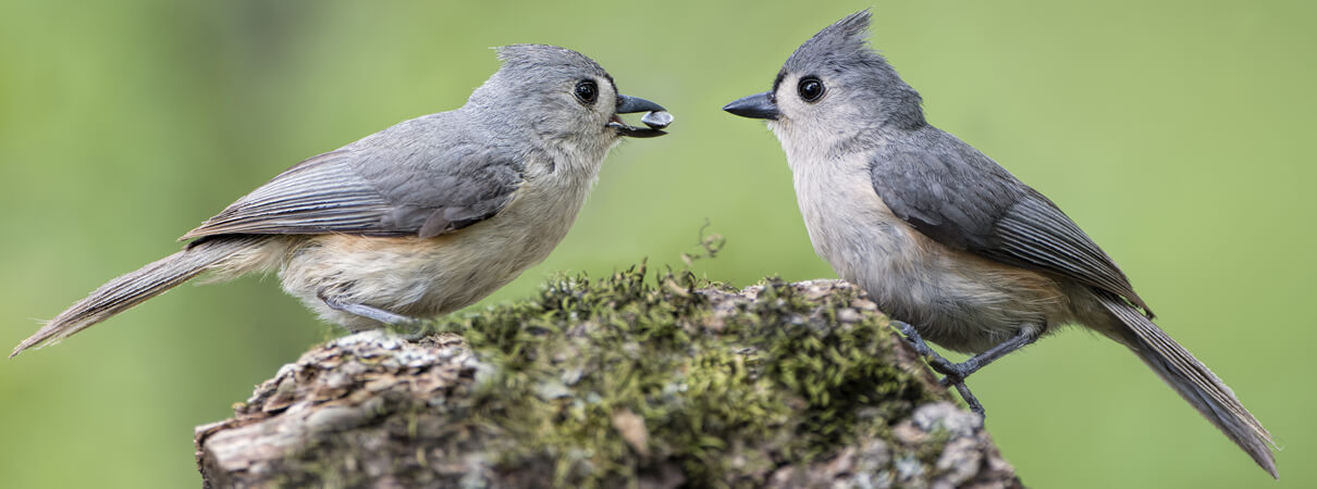 Tufted Titmouse | American Bird Conservancy