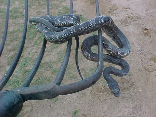 snake%20pitchfork1.JPG