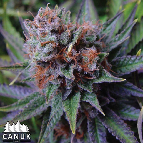 www.canukseeds.com